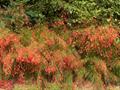 coral plant